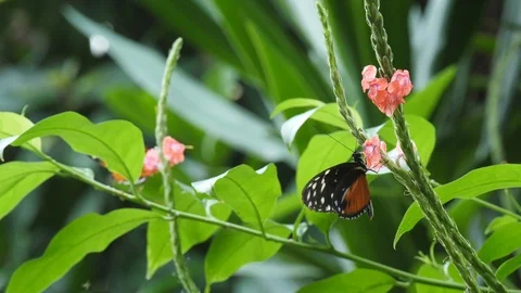 Butterfly on a flower Stock Footage