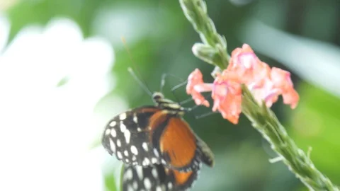 Butterfly on a flower. Stock Footage 95538324