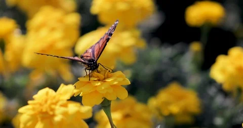 Butterfly on a flower Stock Footage 98214985