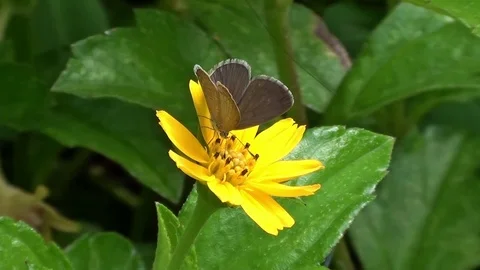 Butterfly like flower Video stock 104045731