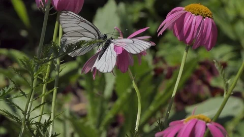 Butterfly on flower Video stock 111057609