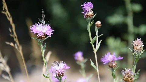 Butterfly on the flower Stock Footage 111529815