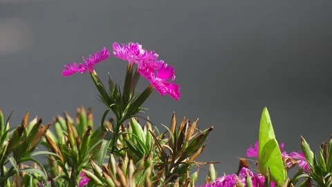 Butterfly Flower Video stock 113422247