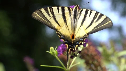 Butterfly on the flower 库存影片 113999915