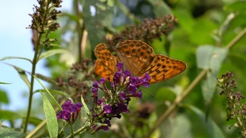 Butterfly on the flower 库存影片 114000041