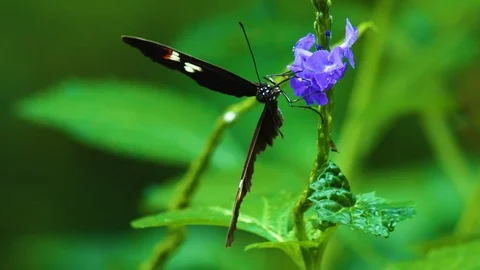 Butterfly on a flower Video stock 116618654