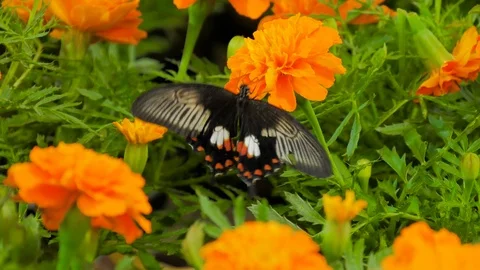 Butterfly on a flower Stockbeeldmateriaal 124172514