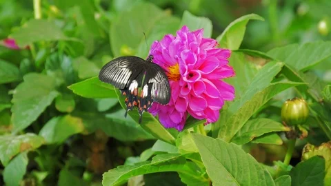 Butterfly on a flower Stockbeeldmateriaal 124173732