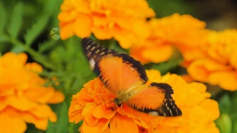 Butterfly on a flower Stockbeeldmateriaal 124281519