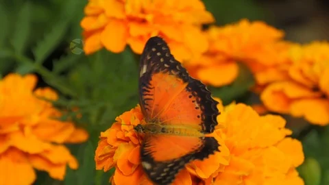 Butterfly on a flower Stockbeeldmateriaal 124368733