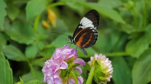 Butterfly on a flower Stockbeeldmateriaal 124370452