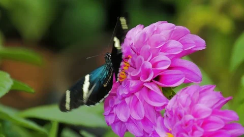 Butterfly on a flower Stockbeeldmateriaal 124373349