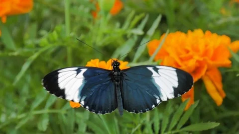 Butterfly on flower Stockbeeldmateriaal 124408734