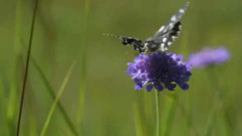 Butterfly on flower Stock Footage 126700728