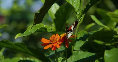 Butterfly on a Flower 動画素材 127205421