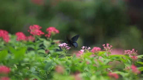 Butterfly on Flower Video stock 127879172