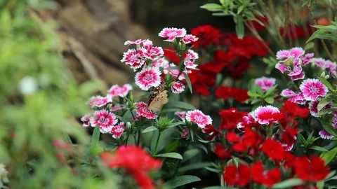 Butterfly on Flower Video stock 127879722