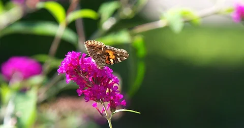 Butterfly on Flower Stock Footage 129043094