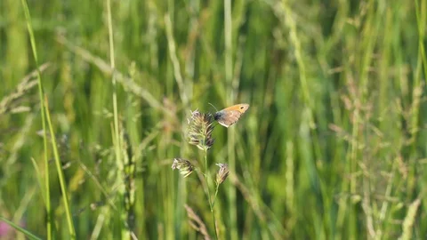 Butterfly on flower Stock Footage 129724789