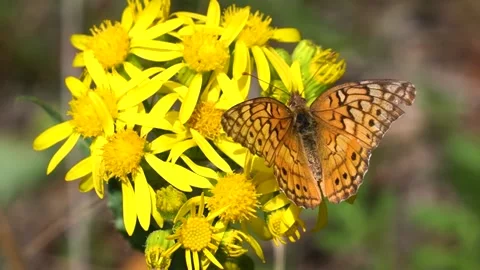 Butterfly on a flower. Stockbeeldmateriaal 133073131