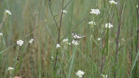 Butterfly on the flower Stock Footage 133188212