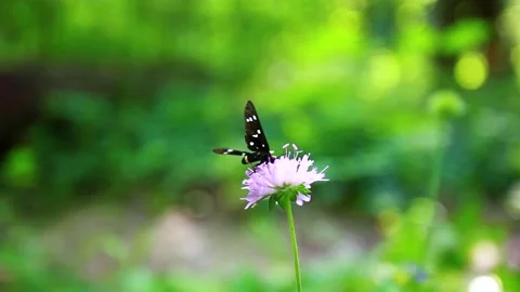 Butterfly on the flower Stock Footage 133586566