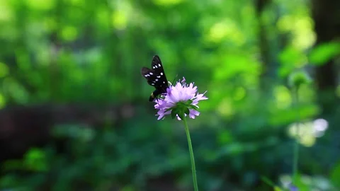 Butterfly on the flower Video stock 133587643