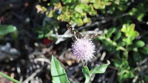 Butterfly on a flower Stock Footage 138248944