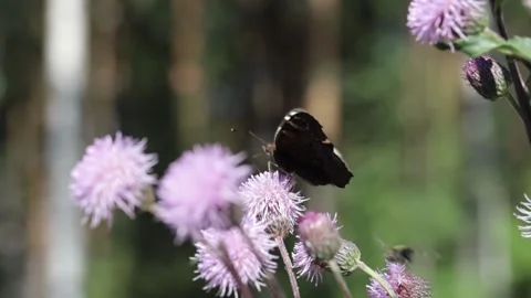 Butterfly on a flower Stock Footage 138248951