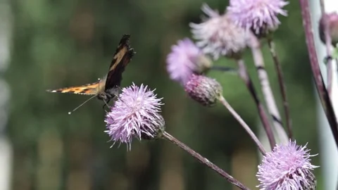 Butterfly on a flower Stock Footage 138248961