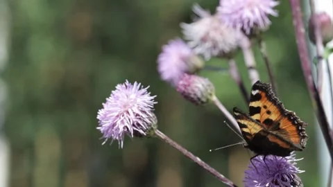 Butterfly on a flower Stock Footage 138248970