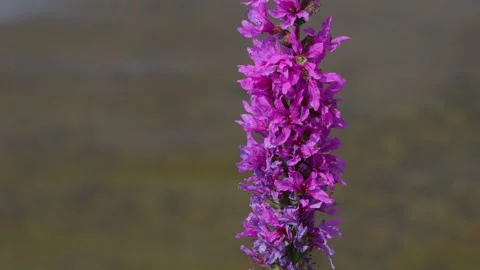 Butterfly on a flower Stock Footage 138249463