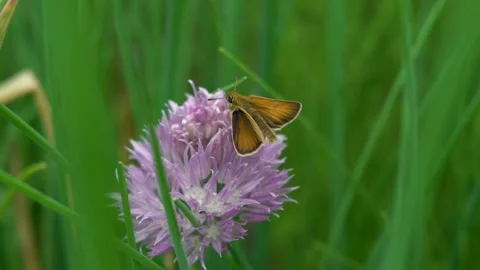 Butterfly flower Video stock 142209582