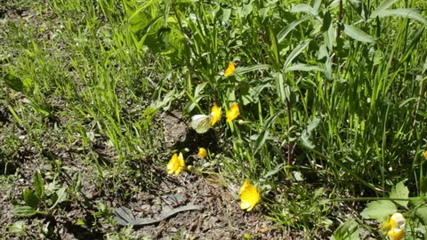 Butterfly on a flower 库存影片 145363804