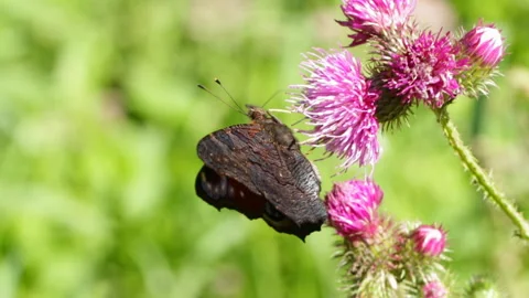 Butterfly on a flower Vidéo 147651131