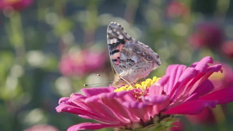 Butterfly on a flower Stock Footage 147929377