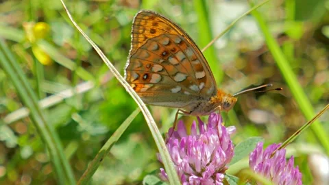 Butterfly on flower Video stock 153755385
