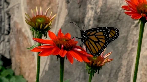 Butterfly on a flower Stock Footage