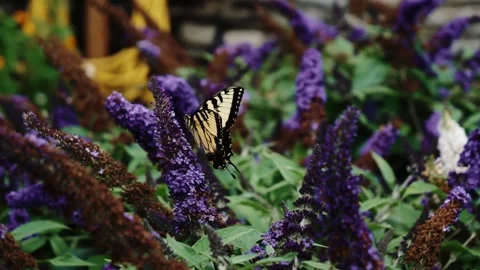 Butterfly on a Flower Stock Footage 163558670