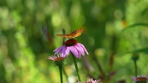 Butterfly on a Flower Video stock 201484011