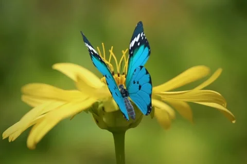 Butterfly on flower Stock Footage 202435488