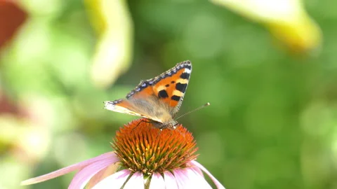 Butterfly on a flower Video stock 204803365