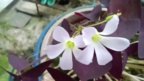 Butterfly flower Stock Footage 233939817