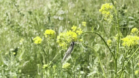 A butterfly on a flower Stock Footage 244201027