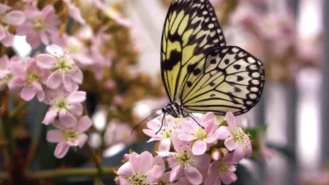 Butterfly on a flower Stock-Footage 277069027