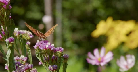 Butterfly on a Flower Stock Footage 280319816