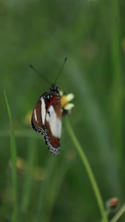 Butterfly on flower Stock Footage 280469732
