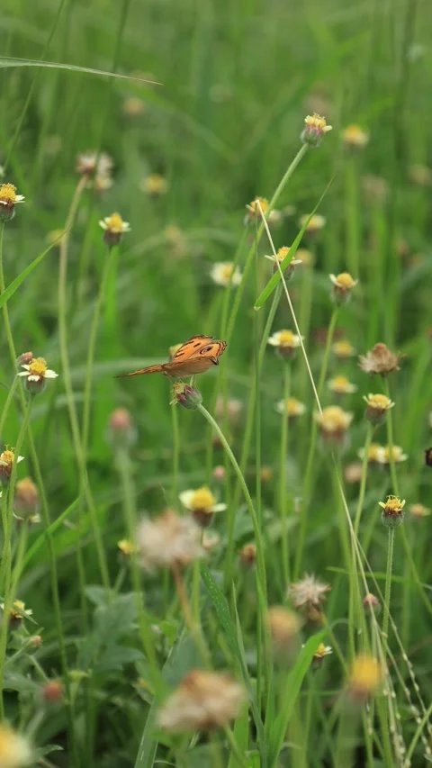 Butterfly on flower Stock Footage 280469783