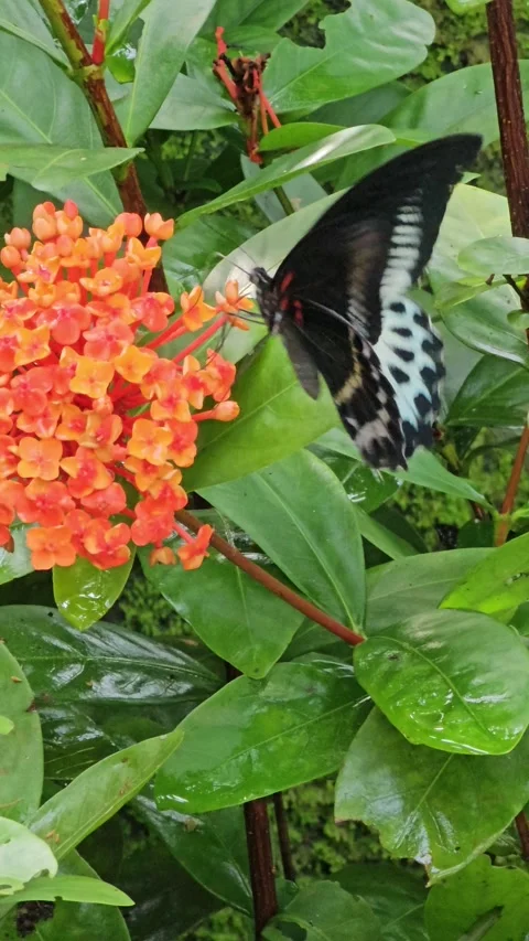 Butterfly on flower Stock Footage 283525051