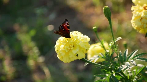 Butterfly on a flower Stock Footage 288839090
